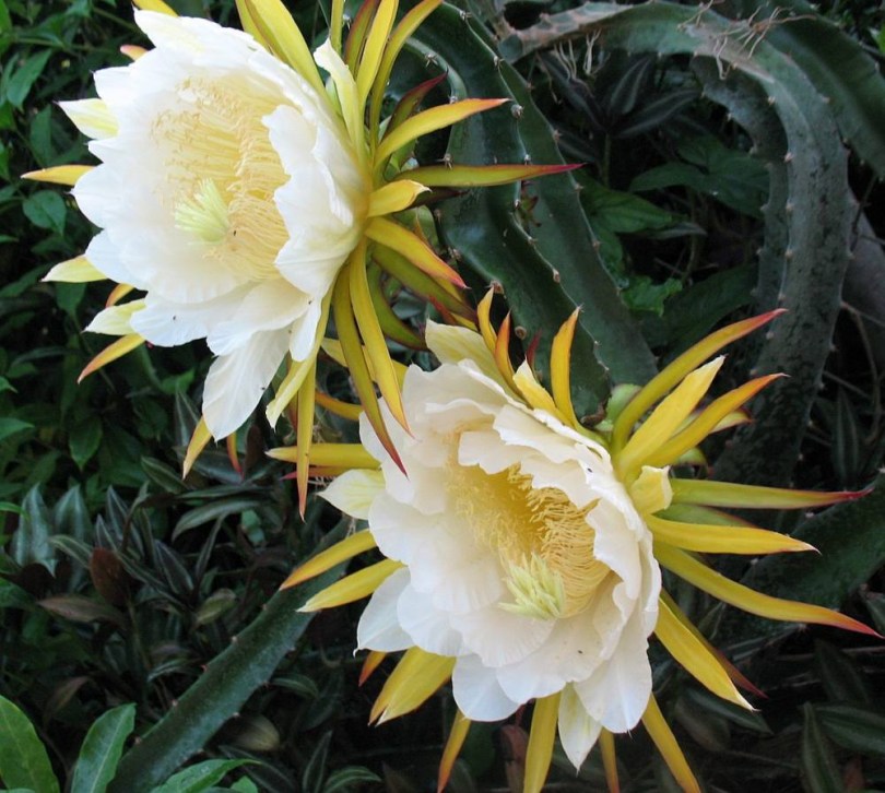 Costa Rica-i lila sárkánygyümölcs, Selenicereus costaricensis, fagyérzékeny, gyümölcs